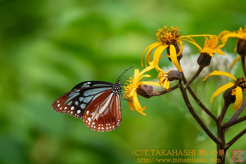 ../Images/7R240815 (236).jpg